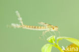 Oostelijke houtpantserjuffer (Chalcolestes parvidens)