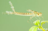 Oostelijke houtpantserjuffer (Chalcolestes parvidens)