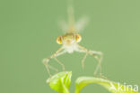 Oostelijke houtpantserjuffer (Chalcolestes parvidens)