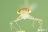 Oostelijke houtpantserjuffer (Chalcolestes parvidens)