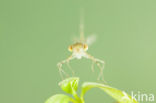 Oostelijke houtpantserjuffer (Chalcolestes parvidens)