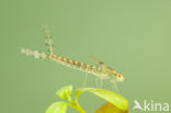 Oostelijke houtpantserjuffer (Chalcolestes parvidens)