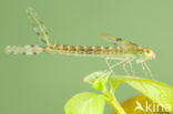 Oostelijke houtpantserjuffer (Chalcolestes parvidens)