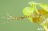 Oostelijke houtpantserjuffer (Chalcolestes parvidens)