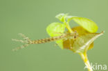 Oostelijke houtpantserjuffer (Chalcolestes parvidens)