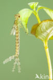 Oostelijke houtpantserjuffer (Chalcolestes parvidens)