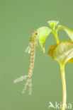 Oostelijke houtpantserjuffer (Chalcolestes parvidens)