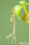 Oostelijke houtpantserjuffer (Chalcolestes parvidens)