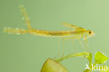 Oostelijke houtpantserjuffer (Chalcolestes parvidens)