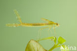 Oostelijke houtpantserjuffer (Chalcolestes parvidens)