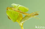 Oostelijke houtpantserjuffer (Chalcolestes parvidens)