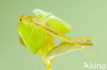 Oostelijke houtpantserjuffer (Chalcolestes parvidens)