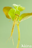 Oostelijke houtpantserjuffer (Chalcolestes parvidens)