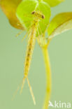 Oostelijke houtpantserjuffer (Chalcolestes parvidens)