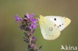 Oranje luzernevlinder (Colias croceus)