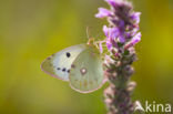 Oranje luzernevlinder (Colias croceus)