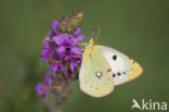 Oranje luzernevlinder (Colias croceus)