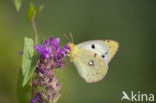 Oranje luzernevlinder (Colias croceus)