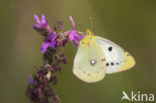 Oranje luzernevlinder (Colias croceus)