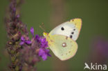 Clouded Yellow (Colias croceus)