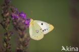 Oranje luzernevlinder (Colias croceus)