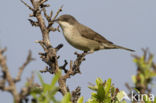 Orphean Warbler (Sylvia hortensis)