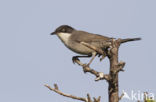 Orphean Warbler (Sylvia hortensis)