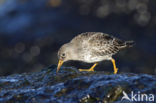 Paarse Strandloper (Calidris maritima)