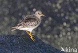 Purple Sandpiper (Calidris maritima)