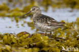 Purple Sandpiper (Calidris maritima)