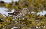 Purple Sandpiper (Calidris maritima)