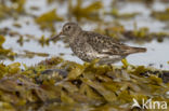 Purple Sandpiper (Calidris maritima)