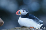 Atlantic Puffin (Fratercula arctica)