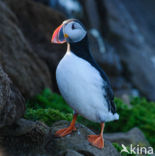 Atlantic Puffin (Fratercula arctica)