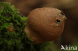 Stump puffball (Lycoperdon pyriforme)