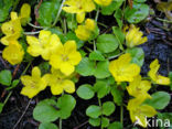 Penningkruid (Lysimachia nummularia)