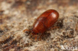 Pentaphyllus testaceus