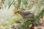 Bohemian Waxwing (Bombycilla garrulus)