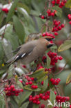 Bohemian Waxwing (Bombycilla garrulus)