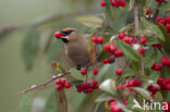 Bohemian Waxwing (Bombycilla garrulus)