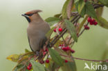 Bohemian Waxwing (Bombycilla garrulus)