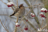 Bohemian Waxwing (Bombycilla garrulus)