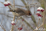 Bohemian Waxwing (Bombycilla garrulus)