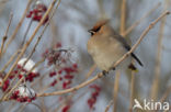 Bohemian Waxwing (Bombycilla garrulus)