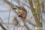 Bohemian Waxwing (Bombycilla garrulus)