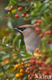 Bohemian Waxwing (Bombycilla garrulus)
