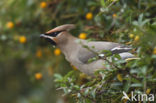 Bohemian Waxwing (Bombycilla garrulus)