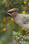 Bohemian Waxwing (Bombycilla garrulus)