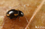 Phyllotreta exclamationis