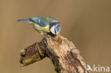 Blue Tit (Parus caeruleus)